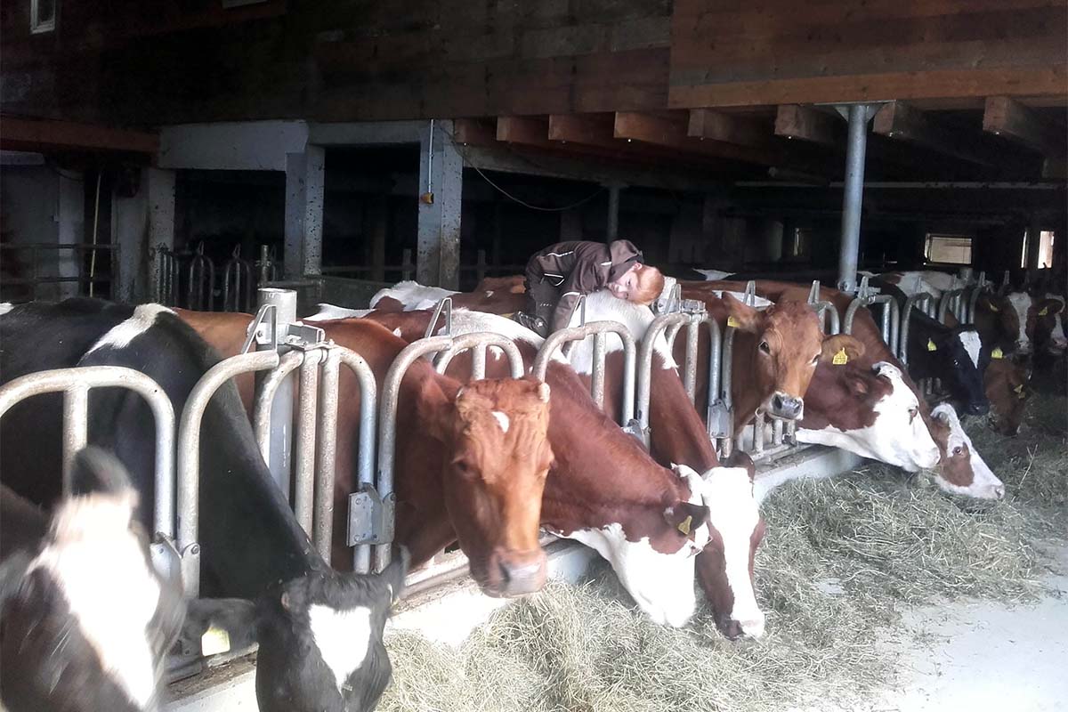 kühe im Stall