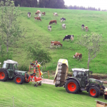 traktoren-mit-kuehe_kl